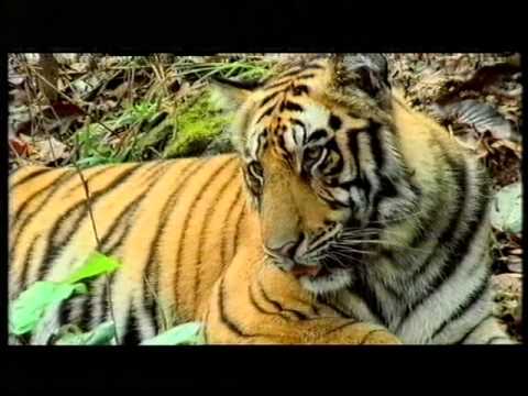 The Natural World: The Tiger's Tale - BBC Two 2000