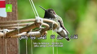 Download lagu Shoutu Sofiril Bulbuli (Suara Kicauan Burung Bulbul) mp3