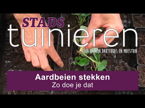 Stadstuinieren - Aardbeien stekken - half juli #moestuin