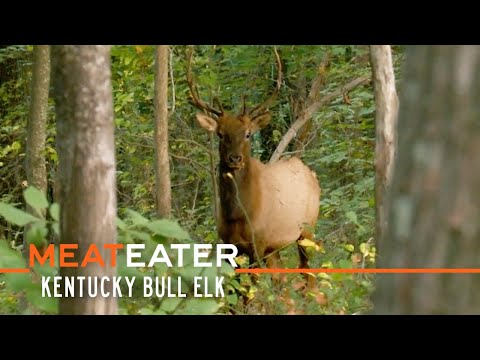 Boone & Bugles: Kentucky Bull Elk | S4E10 | MeatEater