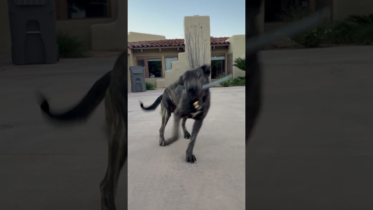 Enlarge Luke, a Adoptable mixed breed in Riverside, CA video 6/6