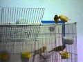 Canary Chirping