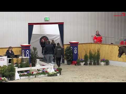 Coeur Rouge Oldenburger Hengst-Gala Vechta 2025