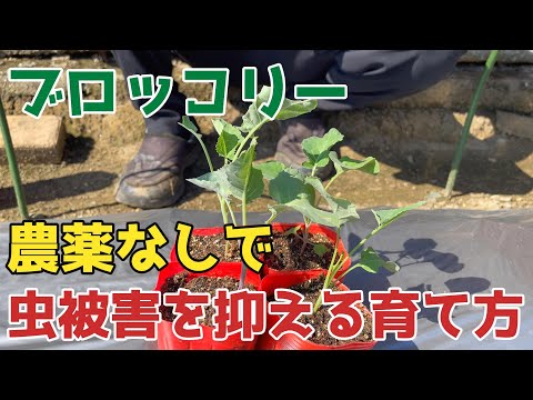 園芸 無農薬でのガーデニング