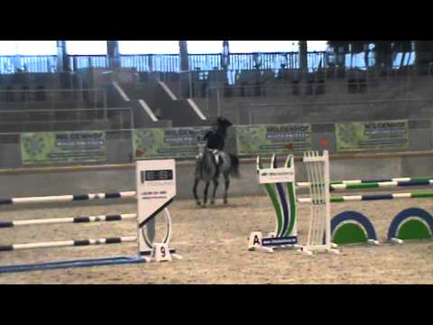 8y stallion (Radisson x Nijinski) FOR SALE www.stanilsavteder.com