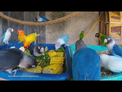 Lovebirds Meal Time - Healthy Food For Birds