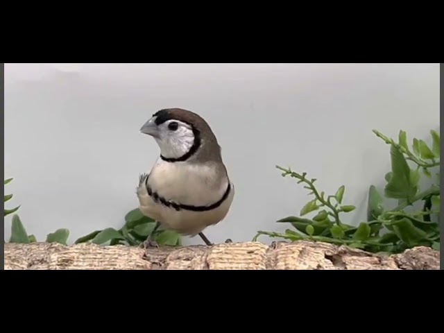 DIAMANT BICHENOW M/F DISPONIBLES in Birds for Rehoming in Saint-Jean-sur-Richelieu