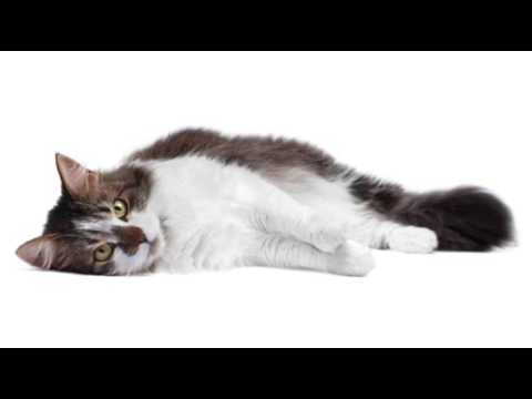 Estrus Symptoms after Spaying in Cats | Cat Care Tips