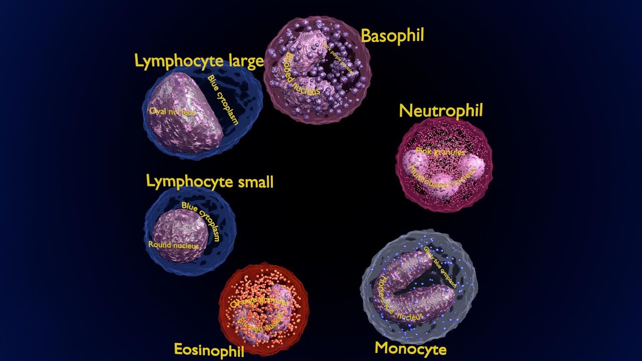 WHITE BLOOD CELLS LEUCOCYTES 3D 3D Model