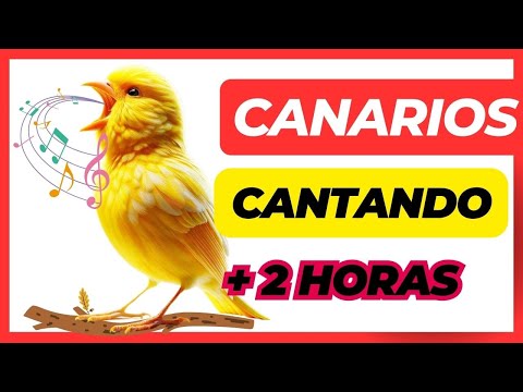 El mejor canto de canarios - Canario cantando 2 horas - Canciones de canarios cantando