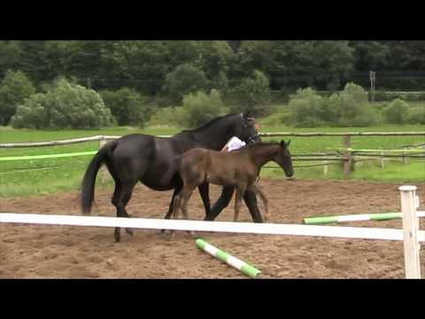 Distel und Distelschatz