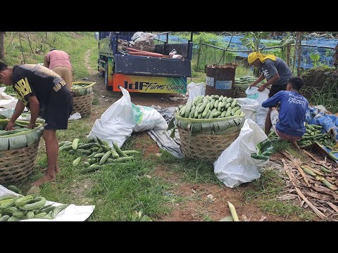 MESTIZA MAX F3 || AMPALAYA BLESSINGS 