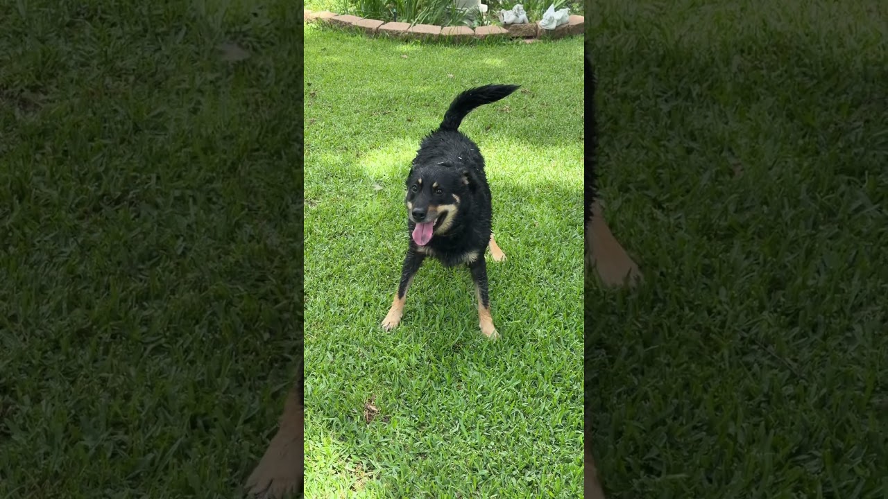 Enlarge Max, an adoptable mixed breed in Irving, TX video 5/5