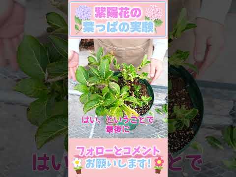 アジサイを元気にするにはどうすればいいですか？元気を出すための4つのヒント  庭園