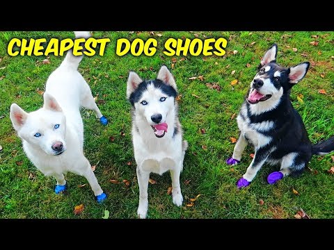download lagu mp3 mp4 Sled Dogs Amazon, download lagu Sled Dogs Amazon gratis, unduh video klip Sled Dogs Amazon