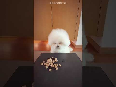 Dog Thinks He is Smart