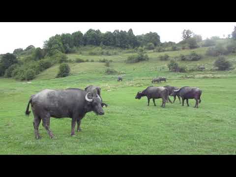 SALVĂM CIURDA DIN CANCIU (Ciceu Giurgești, BN)