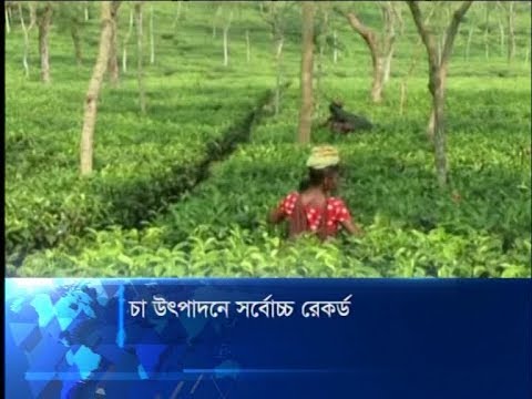 চা উৎপাদনে সর্বোচ্চ রেকর্ড