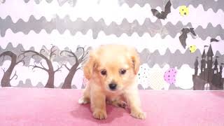 ハーフ犬の動画01