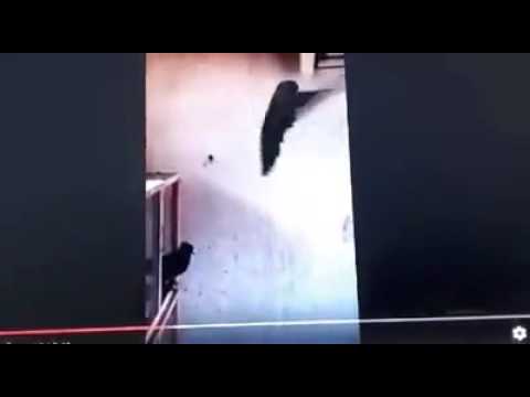 Break dance internatonel karakan team dance