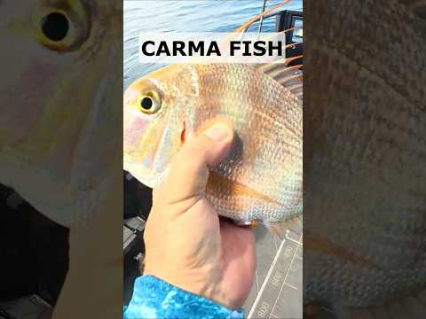Carma Fish: Ethical Fishing & Self Sufficiency in Australia