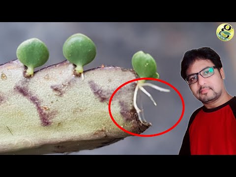 Mother of Millions vs Mother of Thousands: Interesting Facts and Plant Care Tips