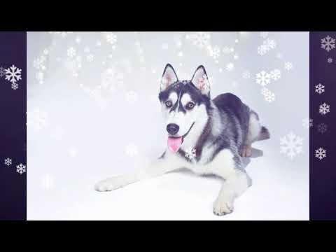 Krisse - Jõuluaeg (Crowey remix)