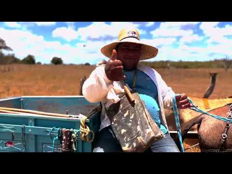 “Raízes Produtivas – A Força da Terra em Minha Cidade” - Maravilha Alagoas