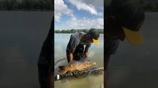 Download lagu Big Bait Fishing - FISHING Mania #shorts mp3