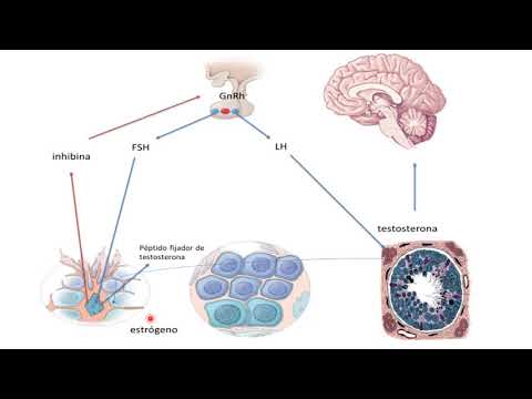 7 control hormonal de la sexualidad masculina