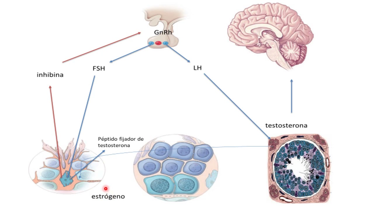 7 control hormonal de la sexualidad masculina