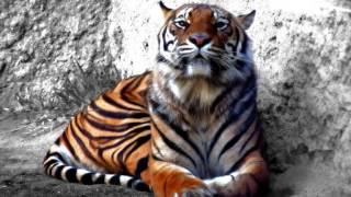 PEOPLE'S CHOICE ...   A MELLOW MOOD ....( instru )