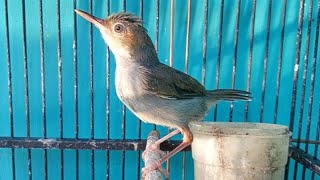 Download lagu Suara Prenjak Jantan Gacor Pikat - Pancingan Ampuh MIKAT Pernjak Liaran Pasti NYAUT EMOSI & TARUNG mp3