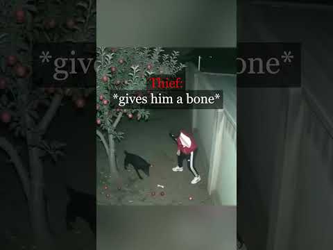 The Kind Dog and the Robber #shorts