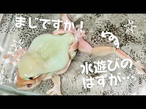 Physalaemus cuvieriについて詳しく解説