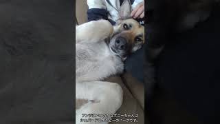 She loves my son♪　#dog #cute #love