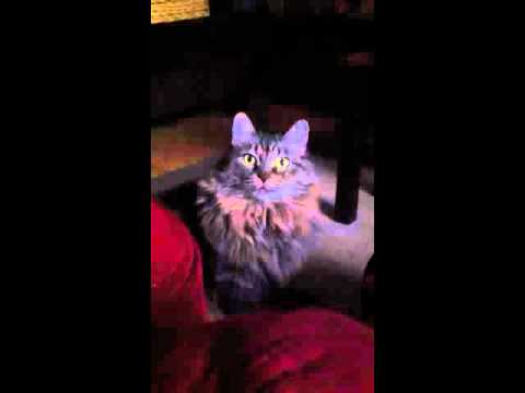 My cat Tiger Lily is unsure of life