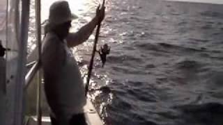 preview picture of video 'Big Aj Wreck fishing Marathon Florida.wmv'