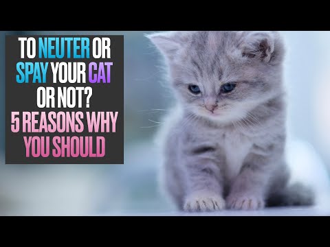 To Neuter or Spay Your Cat or Not? 5 Reasons Why You Should