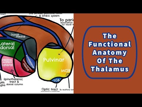 The Functional Anatomy of the Thalamus