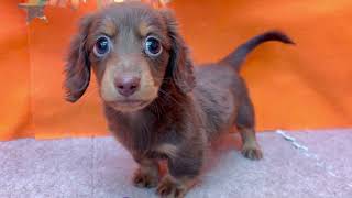 カニンヘンダックスフンドの動画01