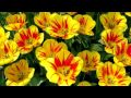"Wild Wild Life" by Talking Heads lyrics