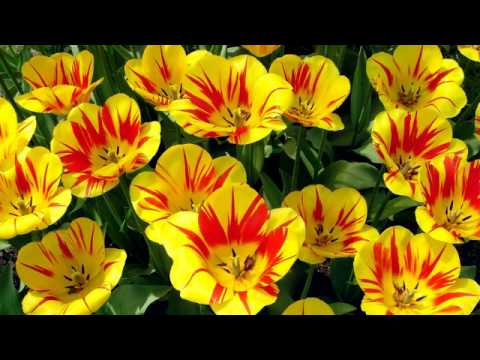 download lagu mp3 mp4 Talking Heads Wild Wild Life Lyrics, download lagu Talking Heads Wild Wild Life Lyrics gratis, unduh video klip Talking Heads Wild Wild Life Lyrics