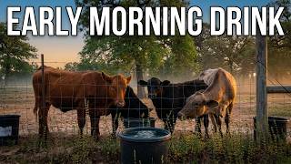 Texas Cows Head to the Water First Thing in the Morning | Sweet Farm Moment | Real Farm Life