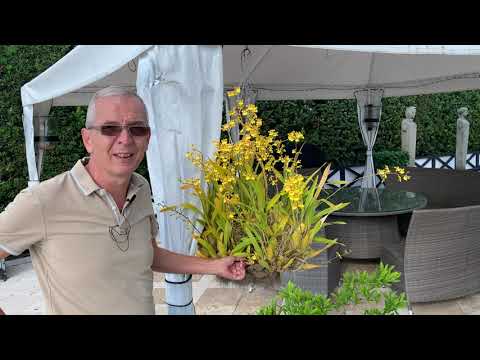 How I care for my Oncidium sphacelatum