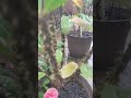 crown of thorns love the rain 🌧