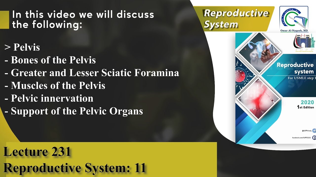 Bones, Muscles and Innervation of the Pelvis | Greater and Lesser Sciatic Foramina