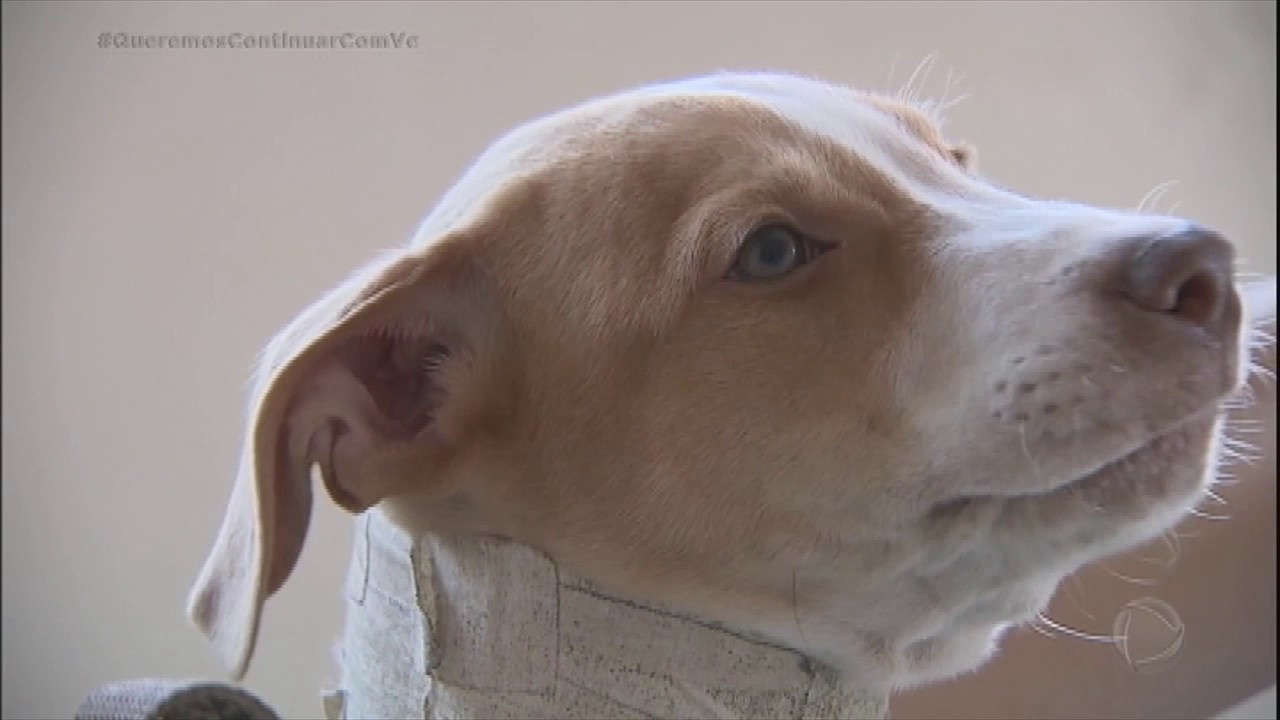 Cãozinho desenganado por veterinários é adotado e ganha nova vida