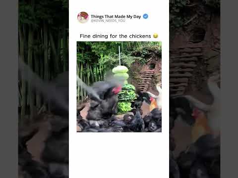 Fine dining for the chickens 😂