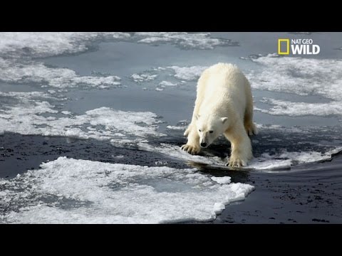 L'ours polaire, le plus grand chasseur terrestre